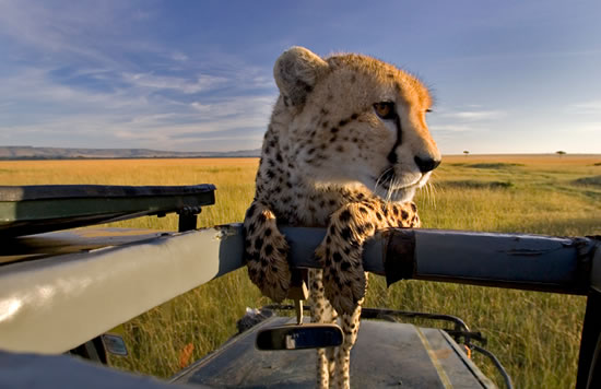 Cheetah Safaris in Tanzania