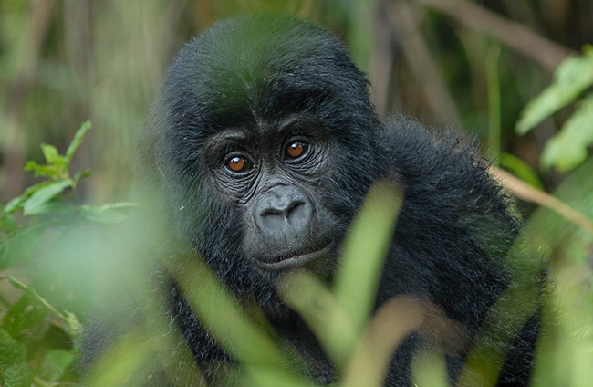 Mountain gorilla Rwanda Safaris